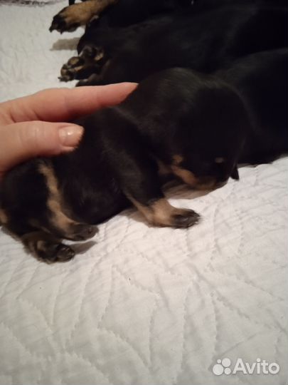 Маленькая собака в добрые руки