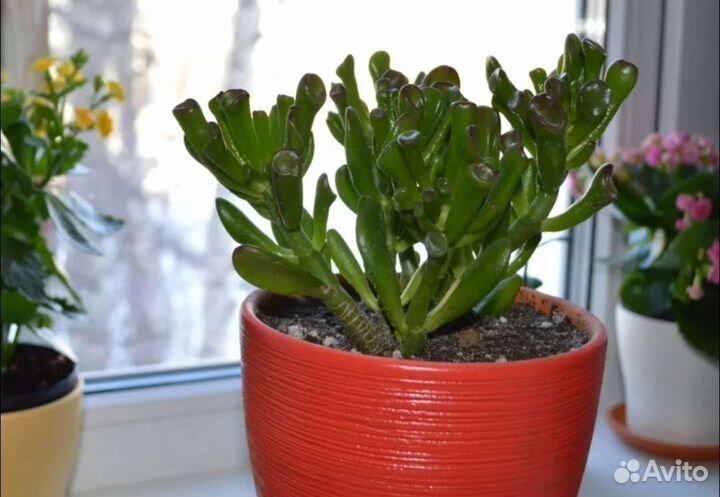 Крассула хоббит