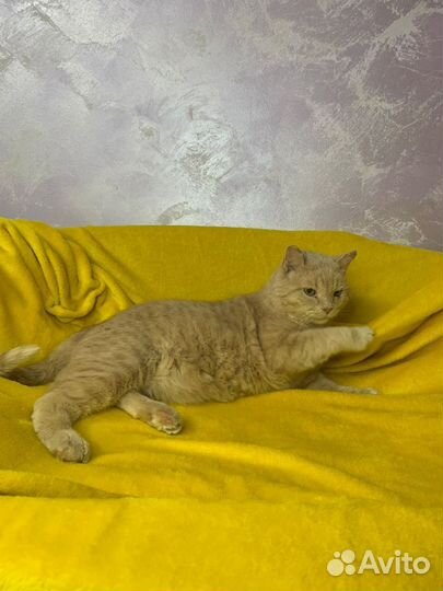 Кошки в добрые руки бесплатно