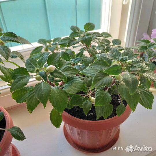 Бальзамин махровый