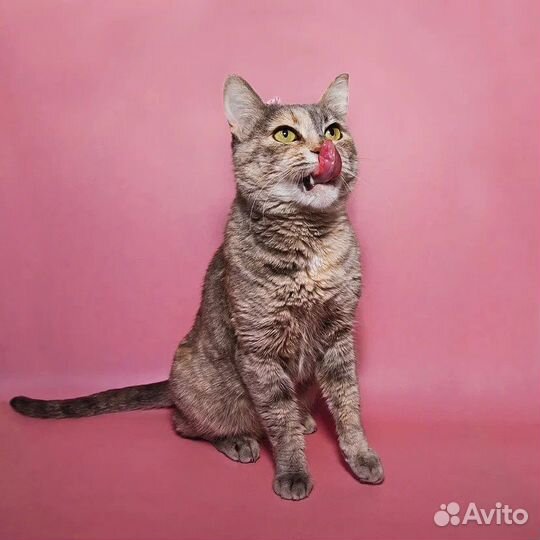 Британская кошка в дар бесплатно Клюква