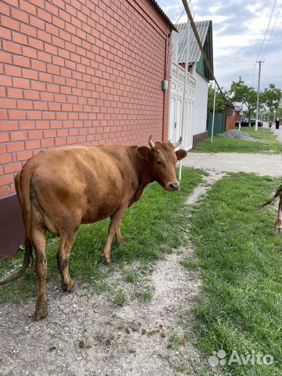 Корова с теленком