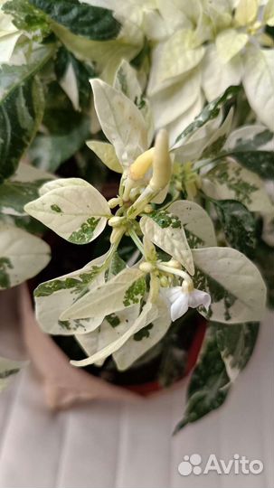 Острый перец комнатный