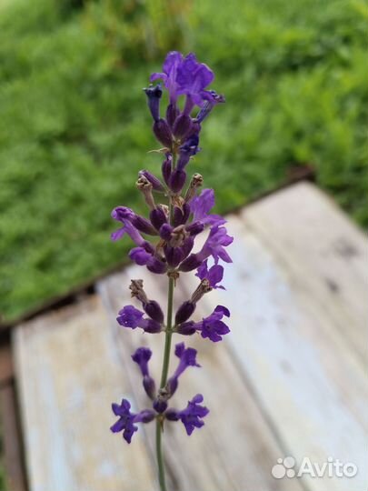 Лаванда саженцы