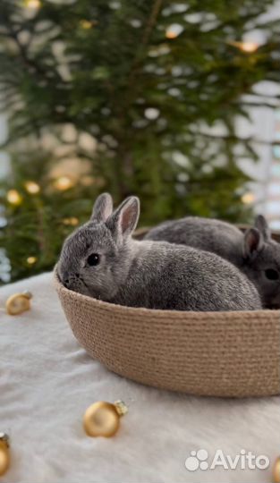 Большой Выбор Новогодних Кроликов в Питомнике