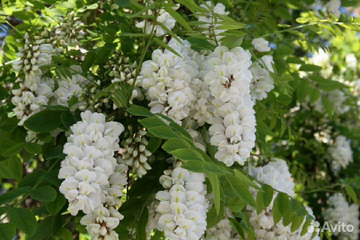 Белая акация