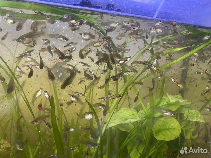 Рыбки гуппи