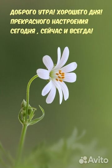 Гиря СССР 32 кг