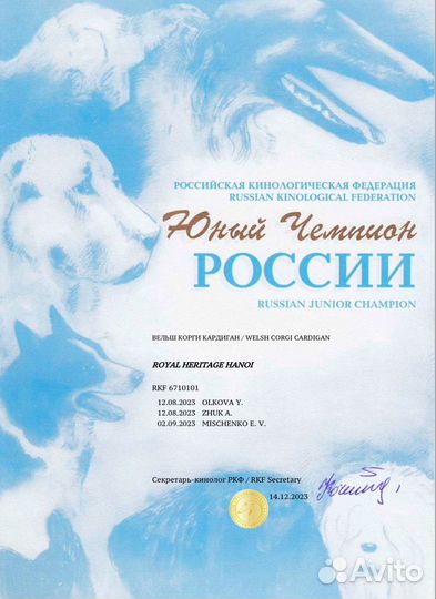 Кинолог/Зоопсихолог/Специалист по дрессировке