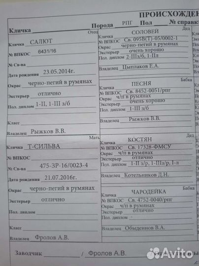 Русская пегая гончая щенки
