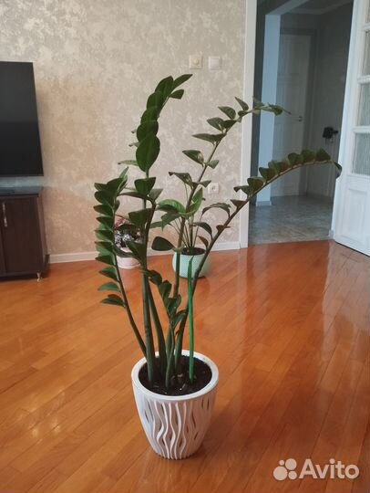 Замиокулькас