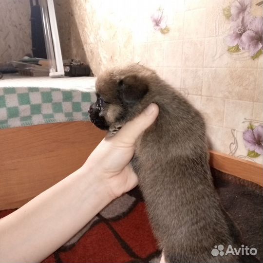 Щенята будут небольшие,мама хорошая охраница