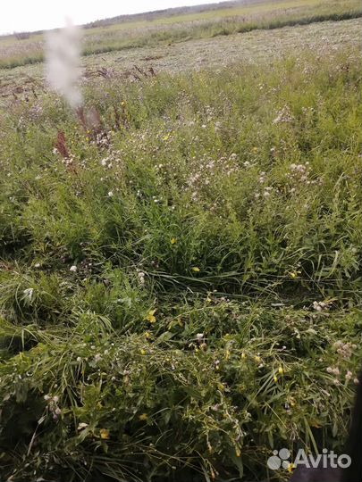 Продам сено в рулонах