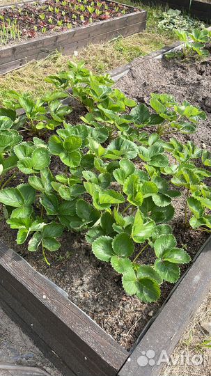 Рассада клубники гигантелла