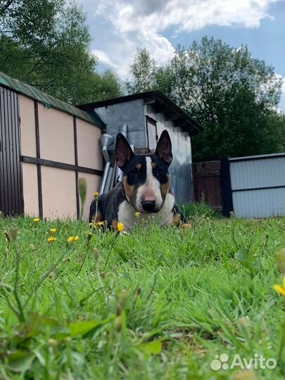 Бультерьер вязка