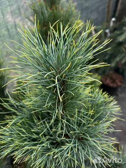 Сосна кедровая Ауреовариегата