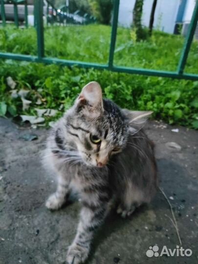 Кошка в дар