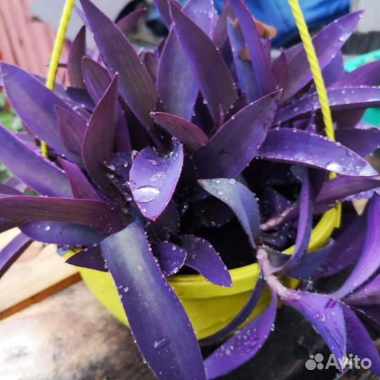 Традесканция / Сеткреазия пурпурная черенки