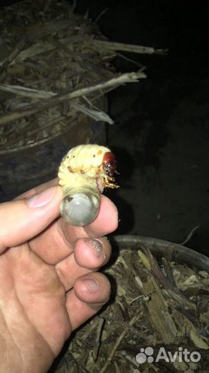 Личинка жука-носорога