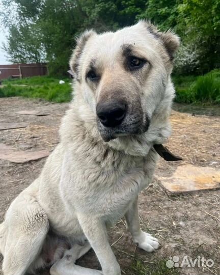 Дельта в добрые руки