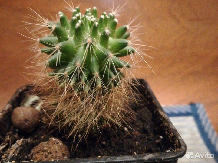 Кактус мамиллярия