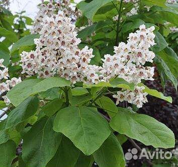Саженцы катальпы