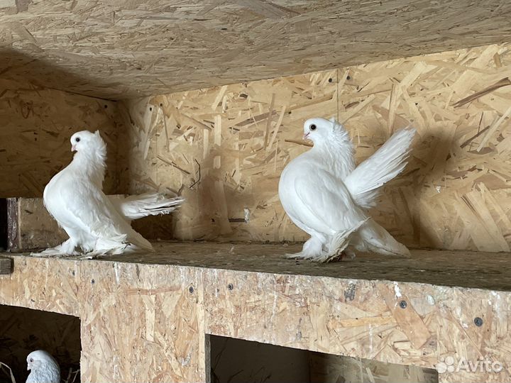 Статные голуби