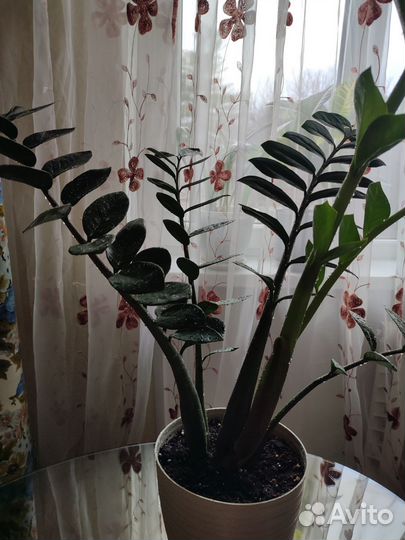 Замиокулькас