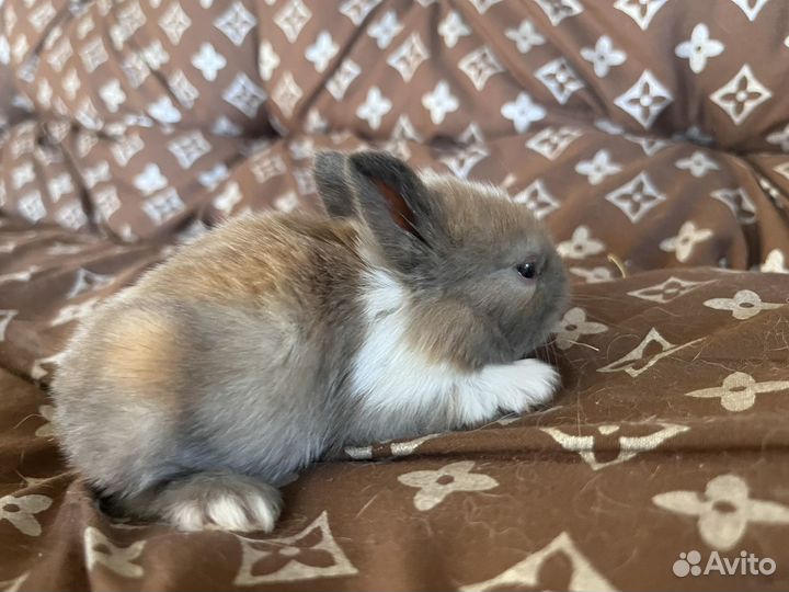 Декоративные кролики