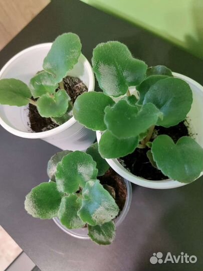 Детки сортовых фиалок