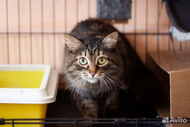 Кошка Соня, 5 лет