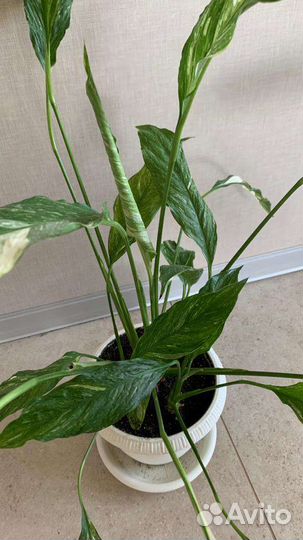 Спатифиллум джемини