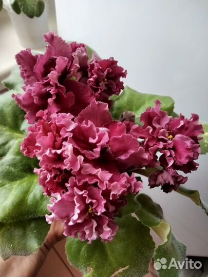 Сортовые фиалки