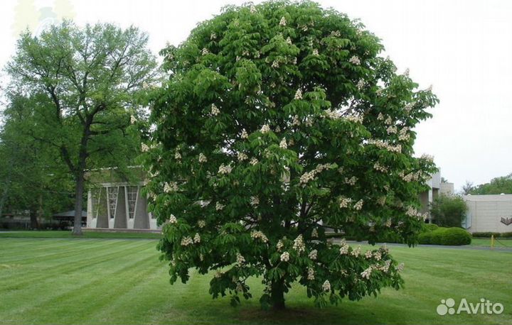 Садовые растения