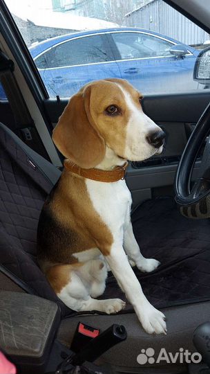 Бигль вязка