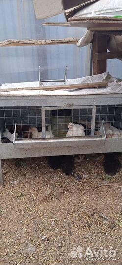 Цыплята и утята