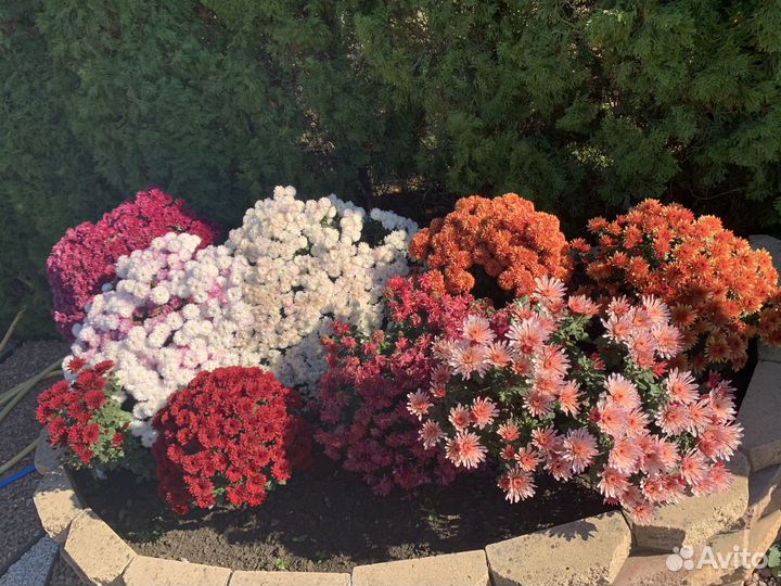 Хризантема мультифлора