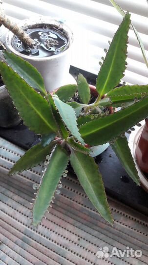 Каланхоэ-листы и отростки