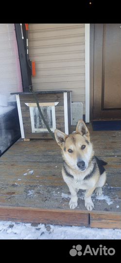 Утепленная будка для собаки