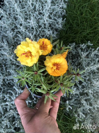 Почвопокровники, ясколка, живучка/аюга, барвинок