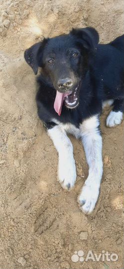 Щенок в добрые руки