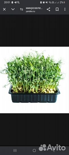 Микрозелень под заказ
