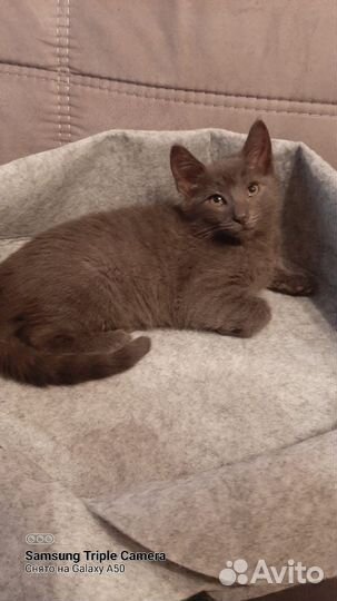 Котёнок Мишель в добрые руки