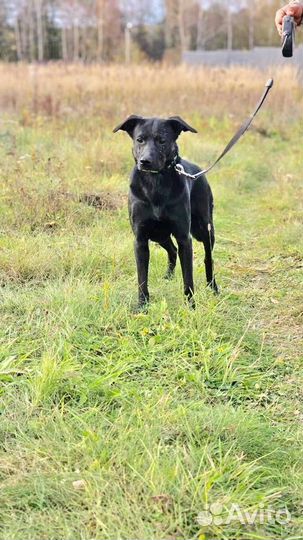 Собака /девочка. Альма