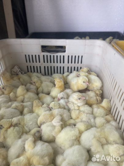 Цыплята суточные петушки