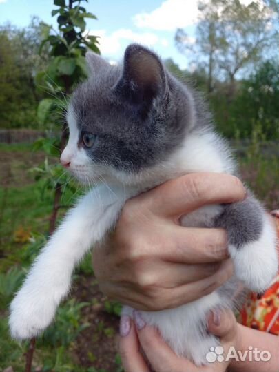 Кошки в добрые руки