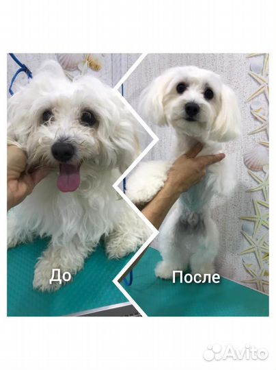 Стрижка собак