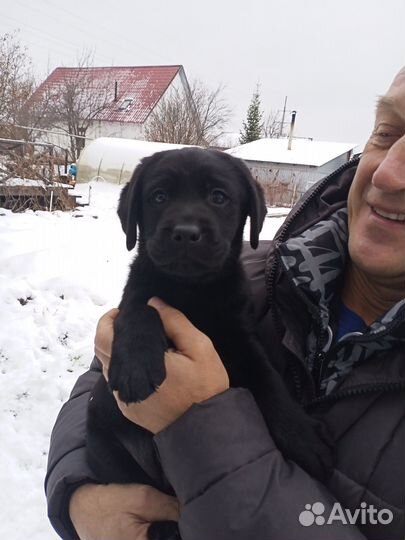 Продам щенка лабрадор-ретривера