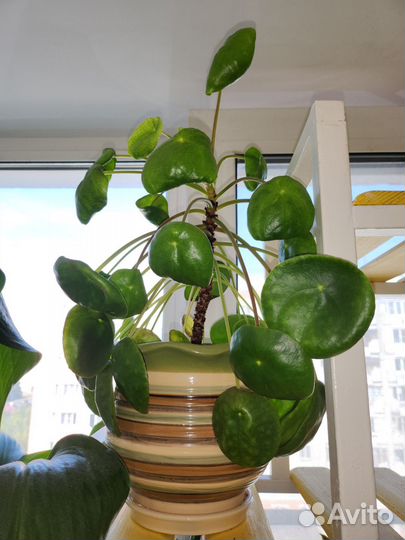 Пилея пеперомиевидная