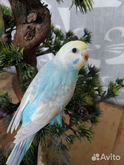 Все цвета радуги волнистый попугай